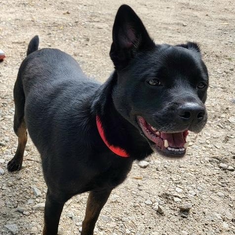 Enlarge Benny, a ADOPTABLE mixed breed in Manhasset, NY image 2/4