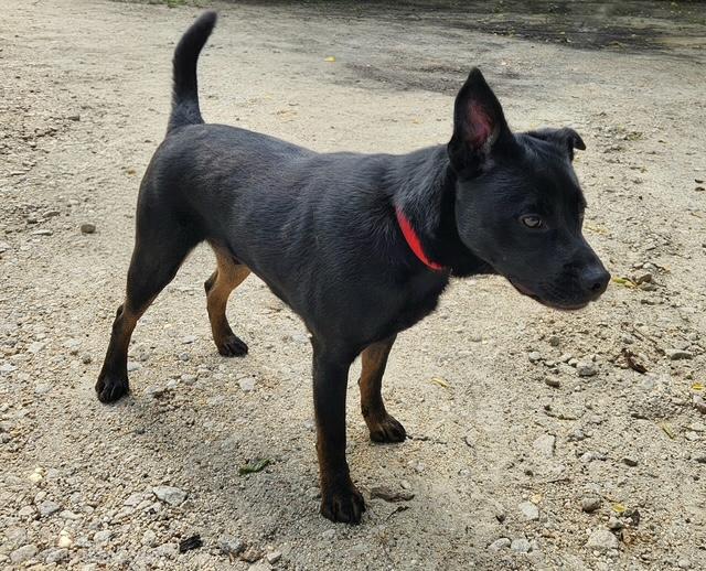 Enlarge Benny, a ADOPTABLE mixed breed in Manhasset, NY image 4/4