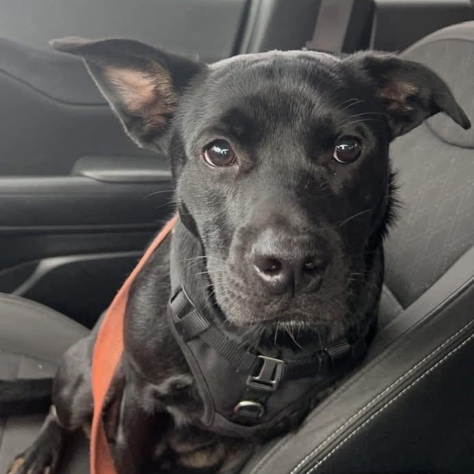 Benny, ADOPTABLE, Adult Male Australian Cattle Dog / Blue Heeler & Australian Kelpie.