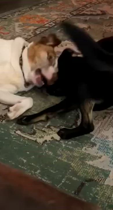 Enlarge Benny, a ADOPTABLE mixed breed in Manhasset, NY video 3/4