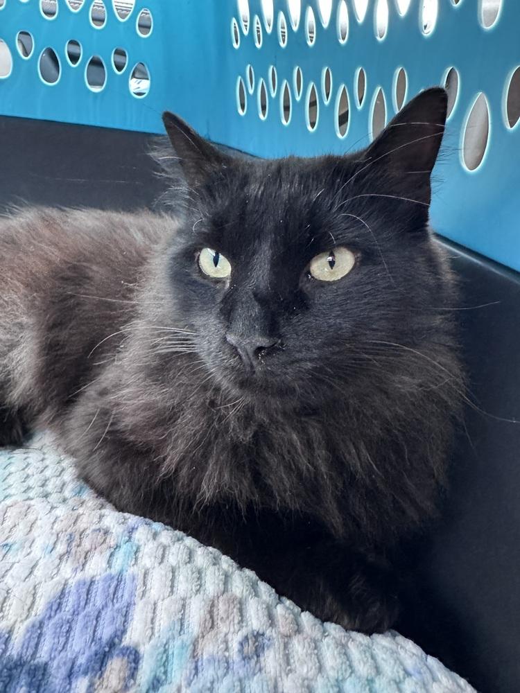 Enlarge Yammie, a Adoptable Domestic Long Hair in Virginia Beach, VA image 1/4