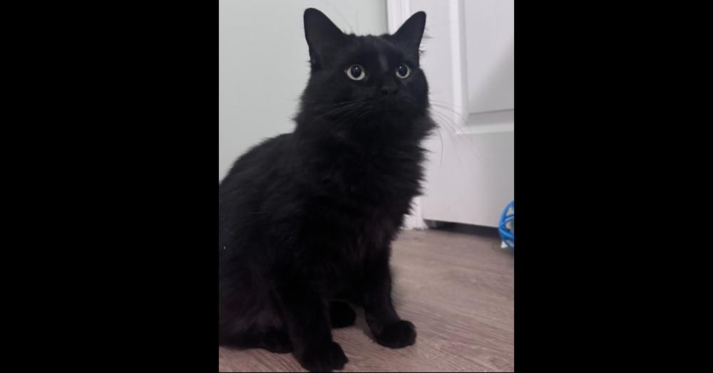 Enlarge Yammie, a Adoptable Domestic Long Hair in Virginia Beach, VA image 2/4