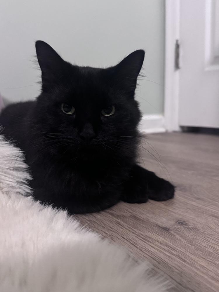 Enlarge Yammie, a Adoptable Domestic Long Hair in Virginia Beach, VA image 3/4