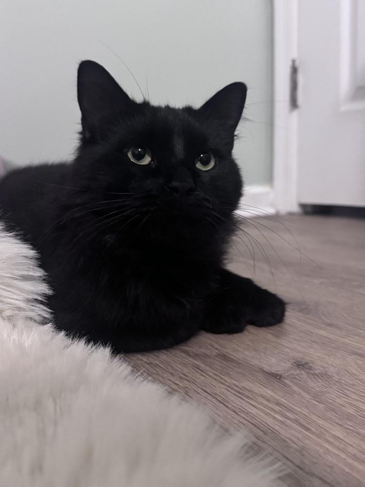 Enlarge Yammie, a Adoptable Domestic Long Hair in Virginia Beach, VA image 4/4