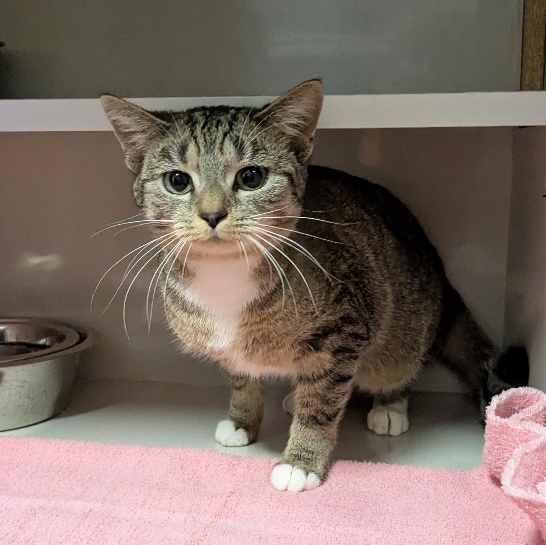 Enlarge Lumina, a Adoptable mixed breed in Shippenville, PA image 5/6