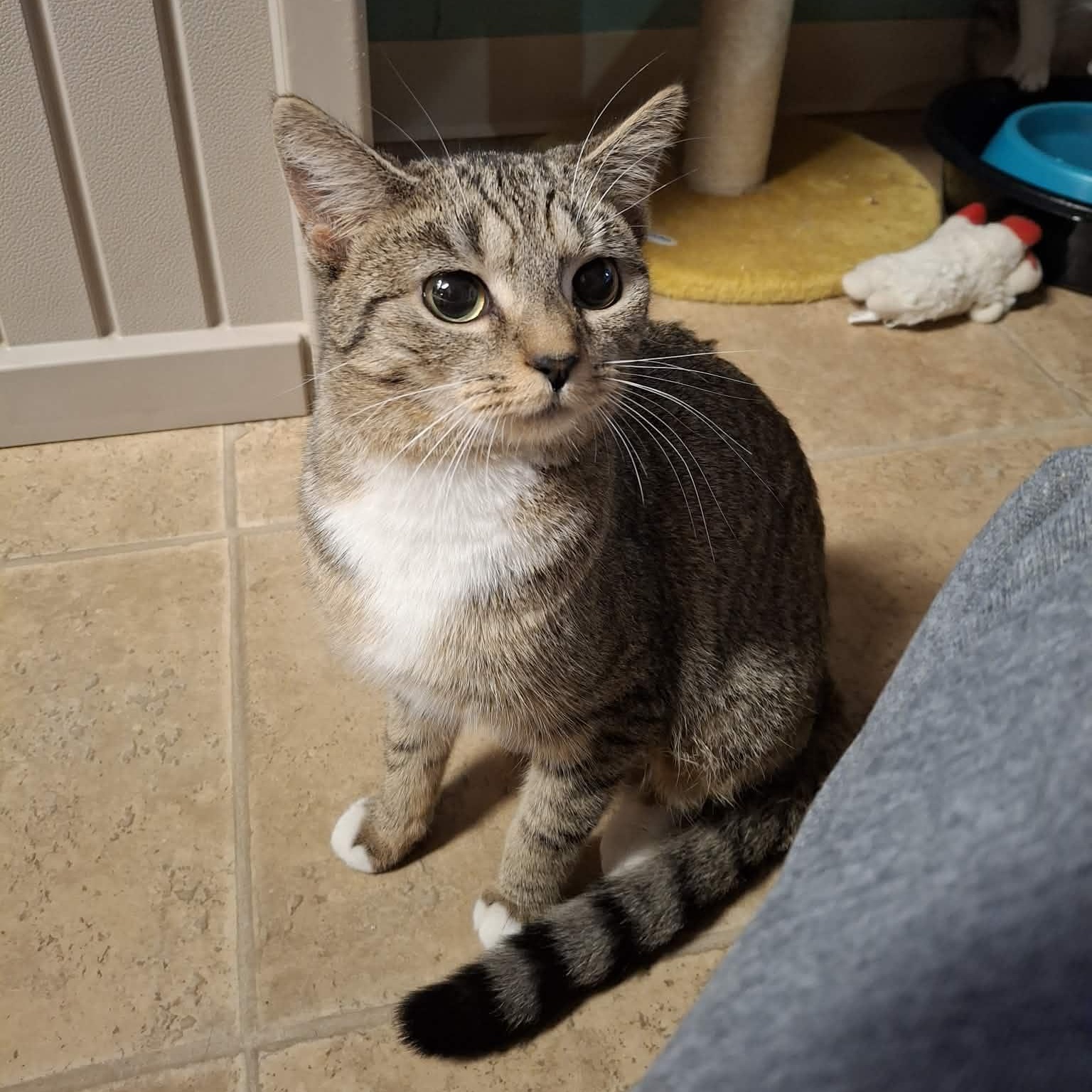 Enlarge Lumina, a Adoptable mixed breed in Shippenville, PA image 3/6