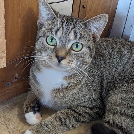 Enlarge Lumina, a Adoptable mixed breed in Shippenville, PA image 1/6