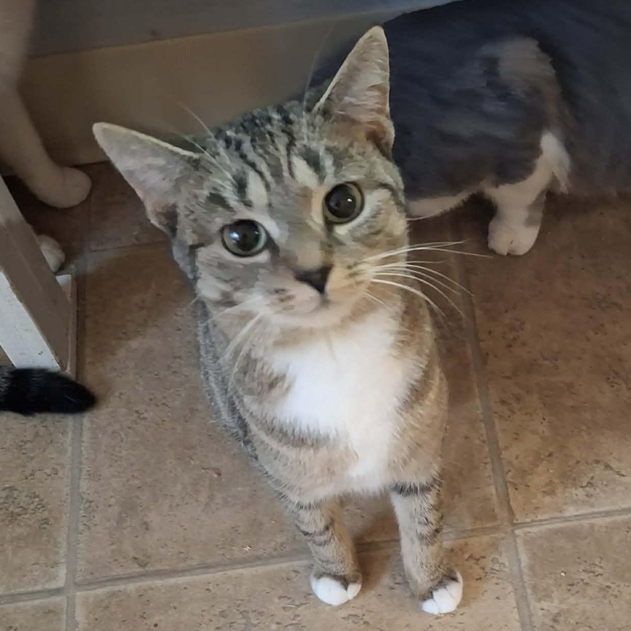 Enlarge Lumina, a Adoptable mixed breed in Shippenville, PA image 6/6