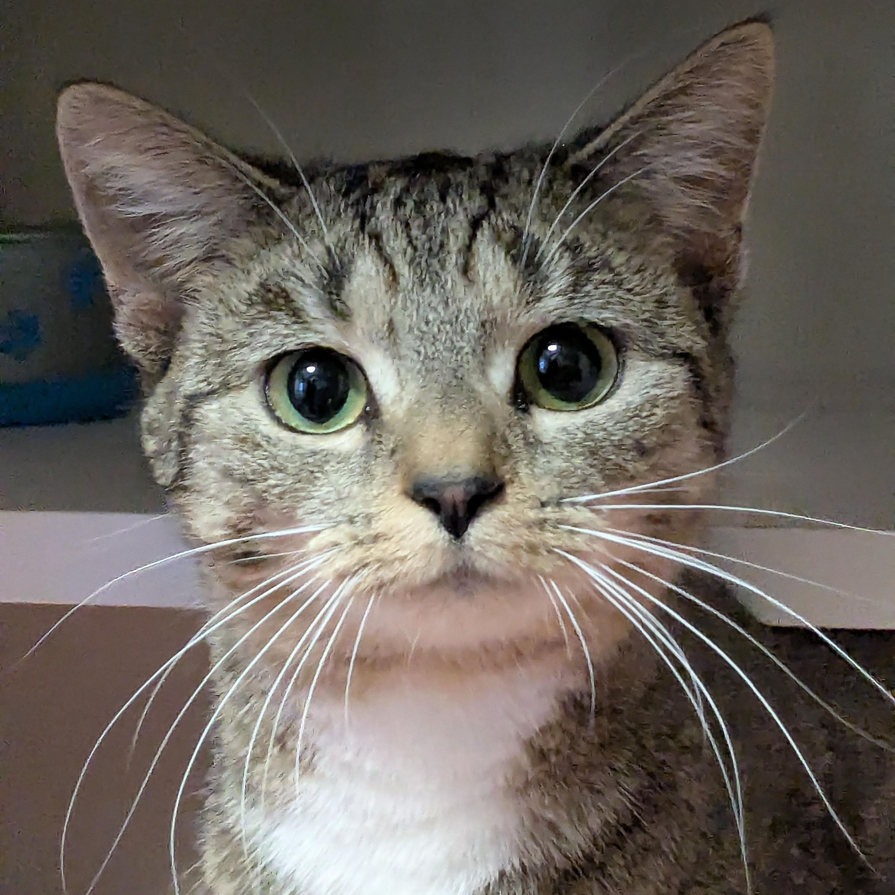 Enlarge Lumina, a Adoptable mixed breed in Shippenville, PA image 2/6