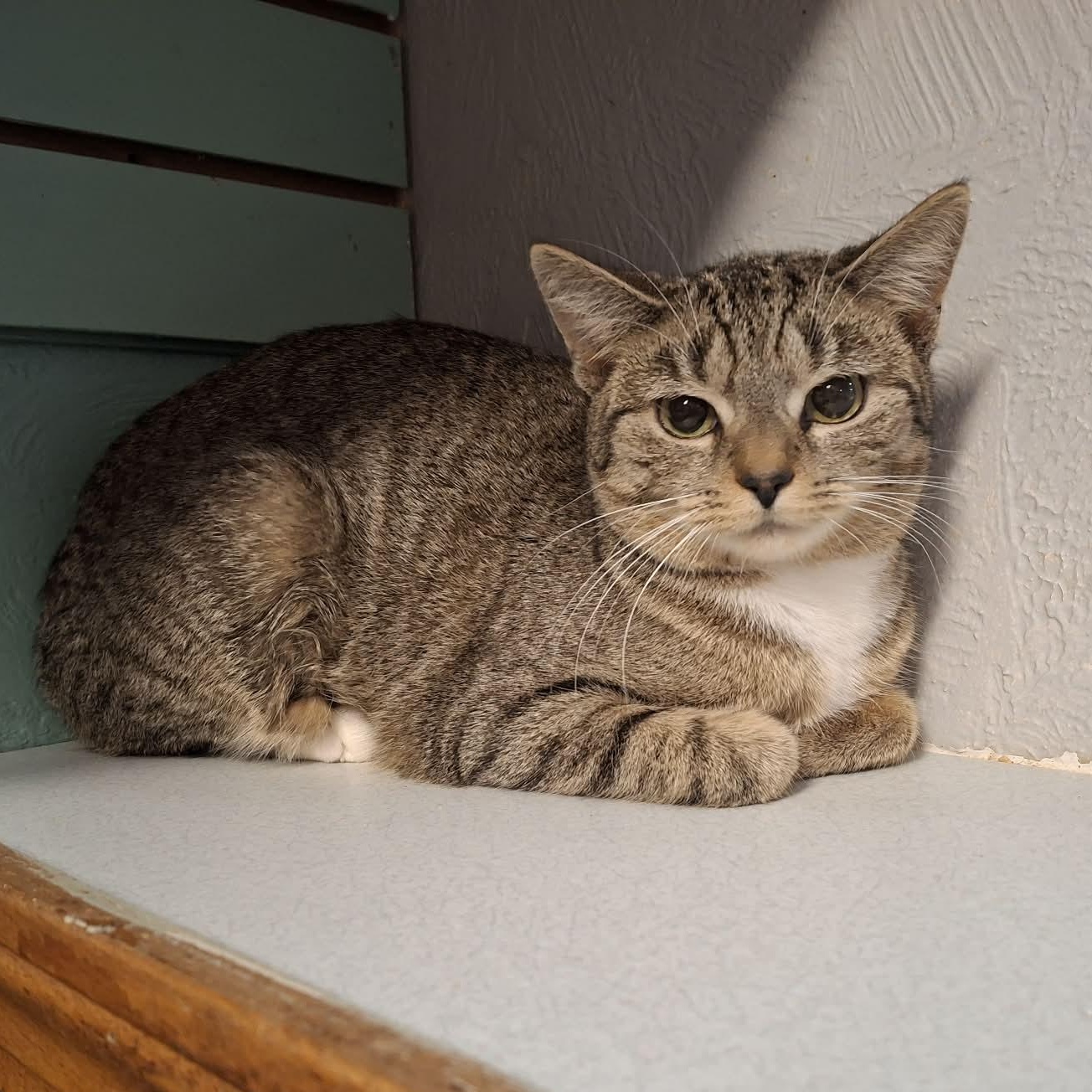 Enlarge Lumina, a Adoptable mixed breed in Shippenville, PA image 4/6