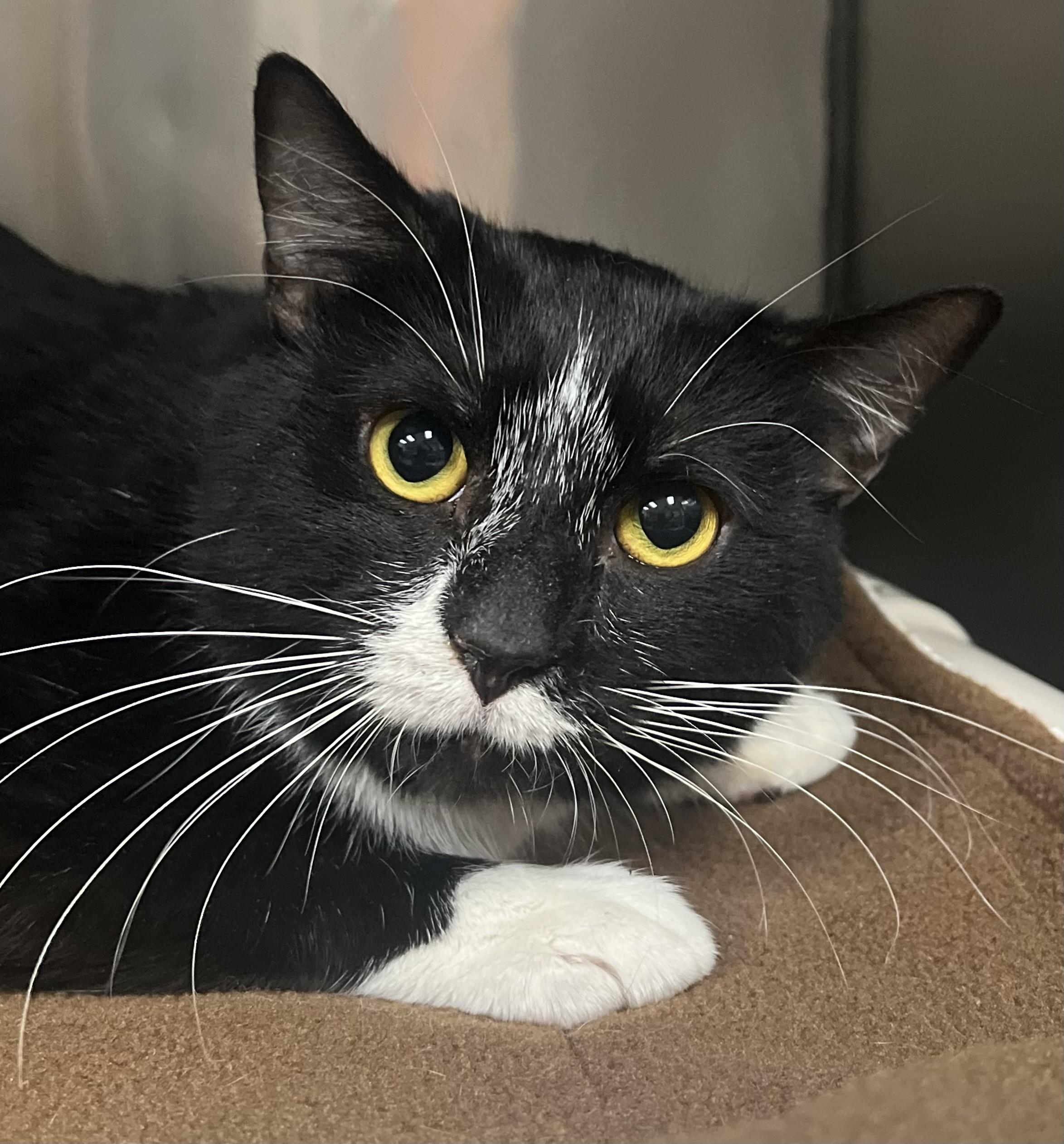 Hershey, adopted, Young Male Domestic Short Hair.