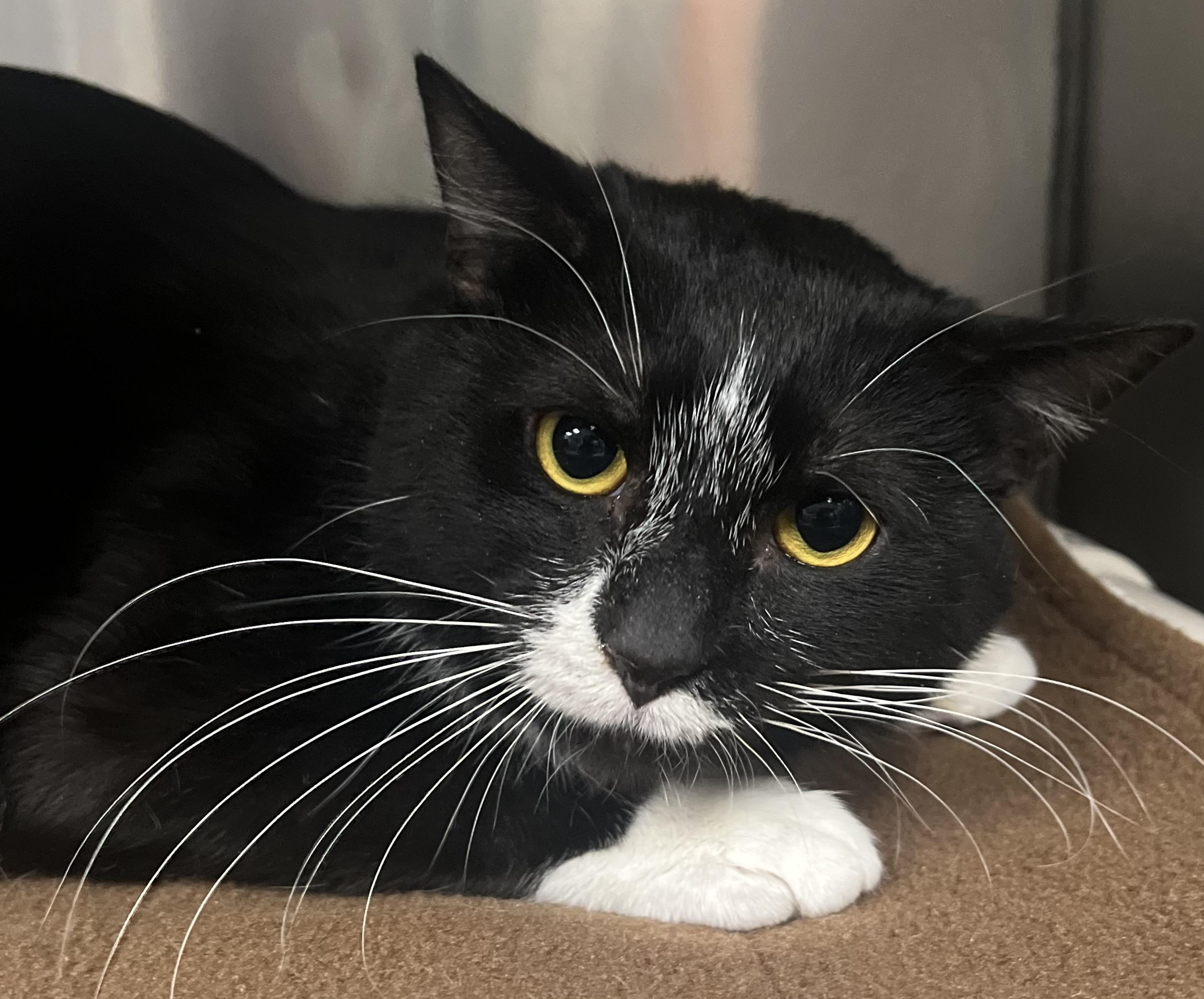 Enlarge Hershey, an adopted Domestic Short Hair in Johnston, RI image 5/6