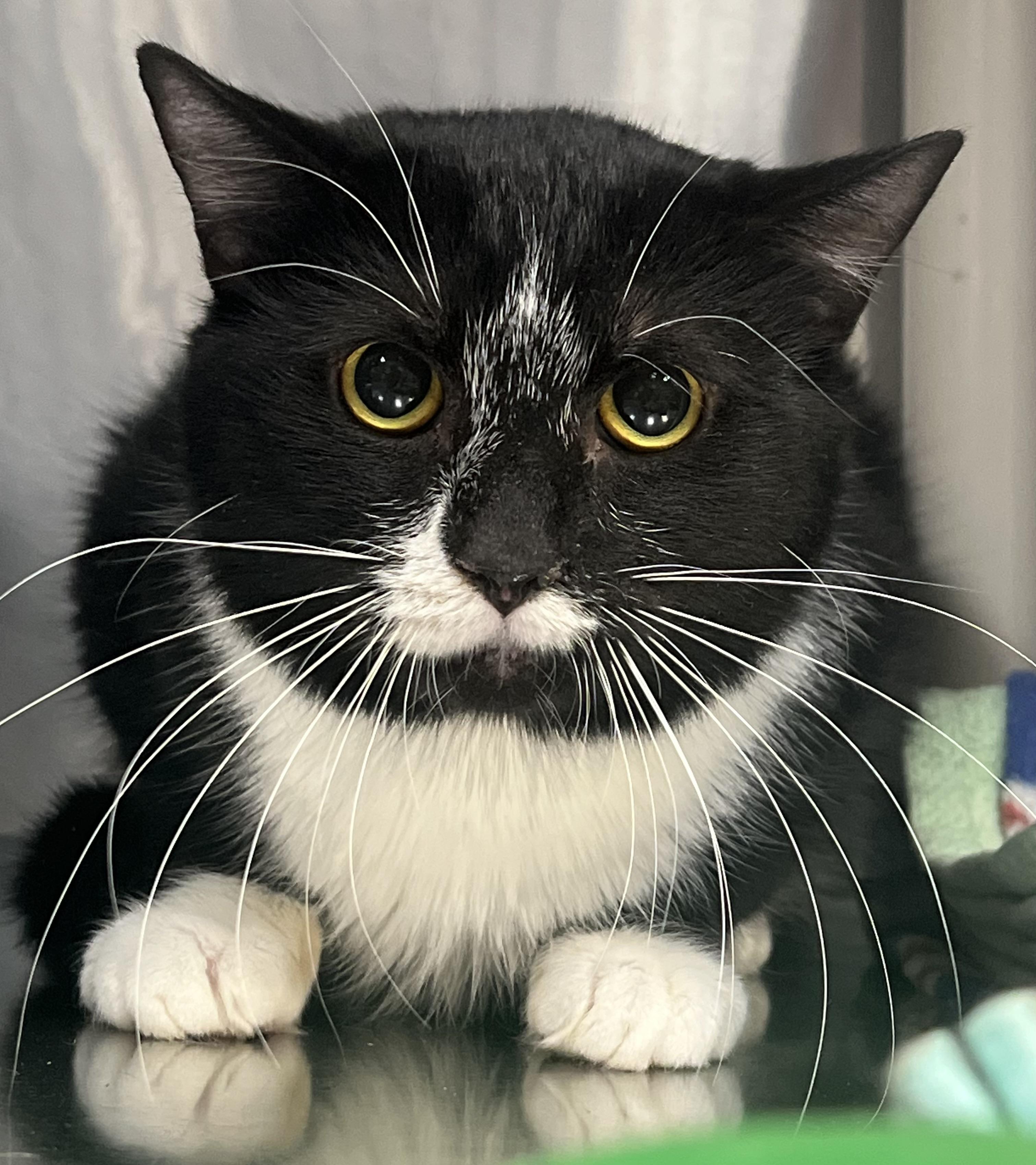 Enlarge Hershey, an adopted Domestic Short Hair in Johnston, RI image 2/6