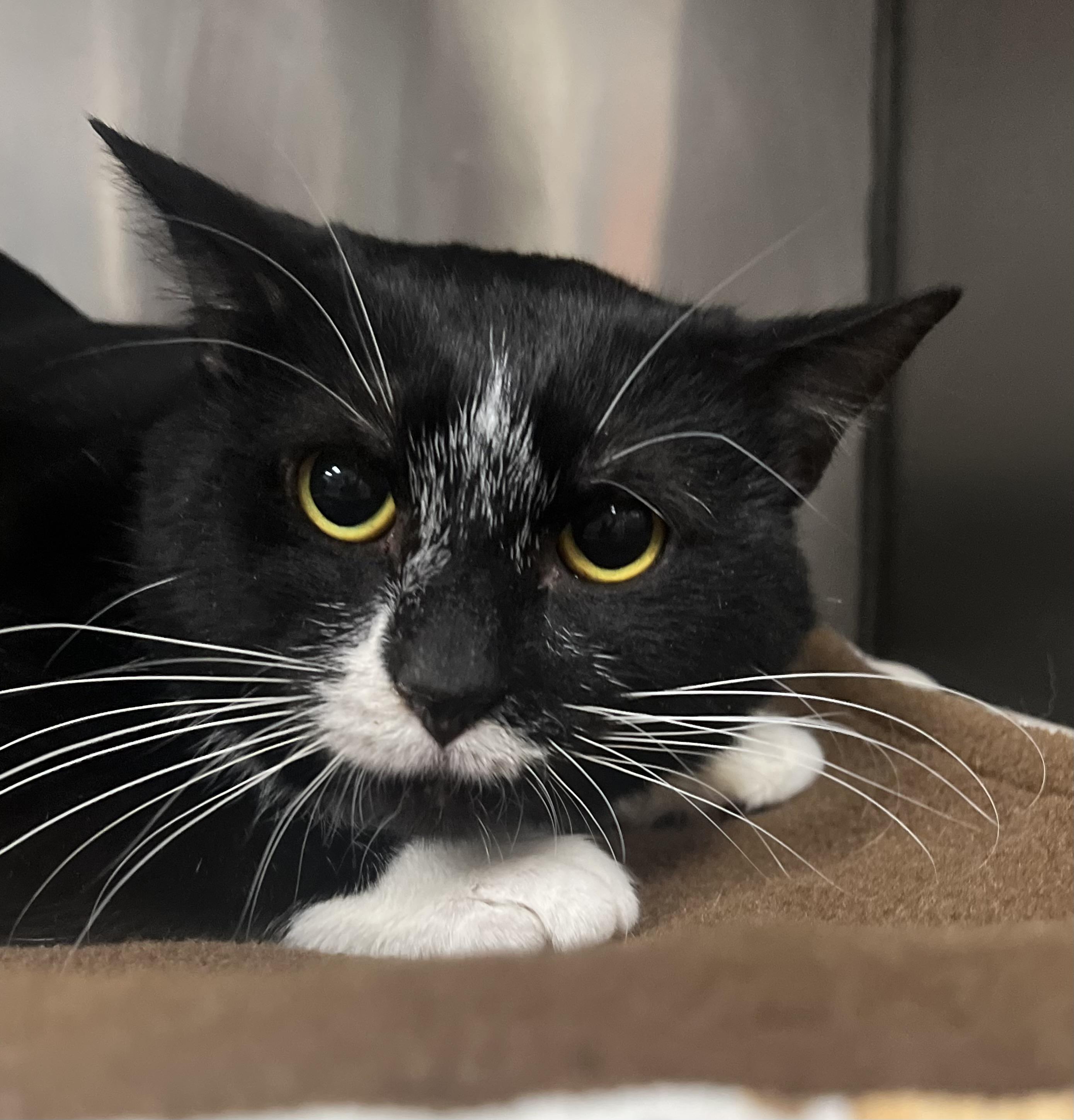 Enlarge Hershey, an adopted Domestic Short Hair in Johnston, RI image 4/6