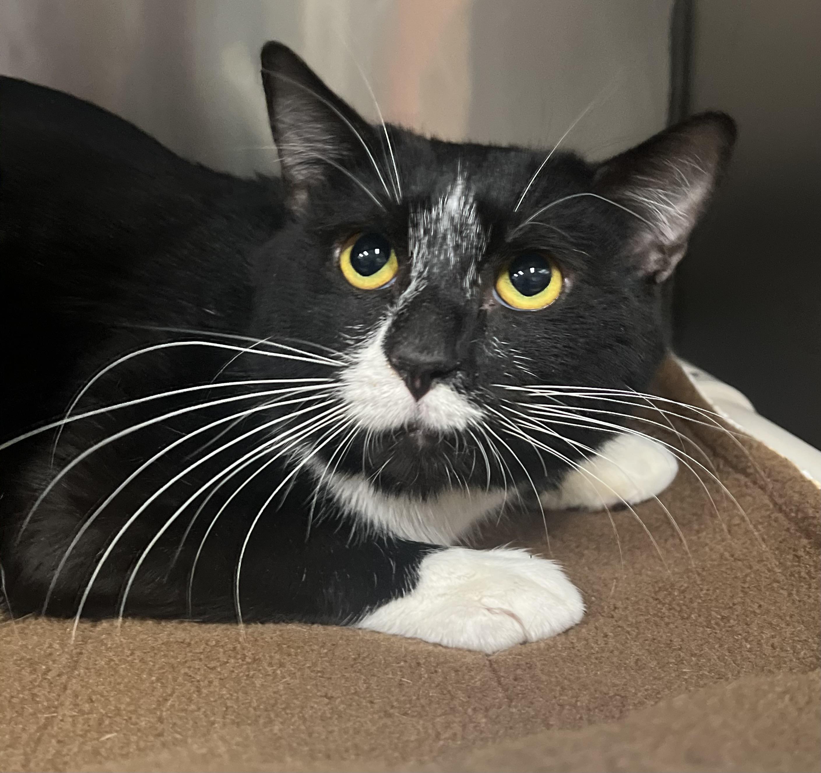 Enlarge Hershey, an adopted Domestic Short Hair in Johnston, RI image 3/6