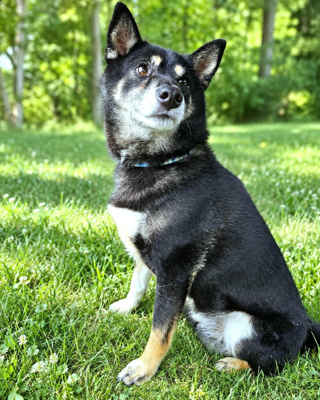 Enlarge Pabu, a Adoptable Shiba Inu in Yorktown, VA image 6/6