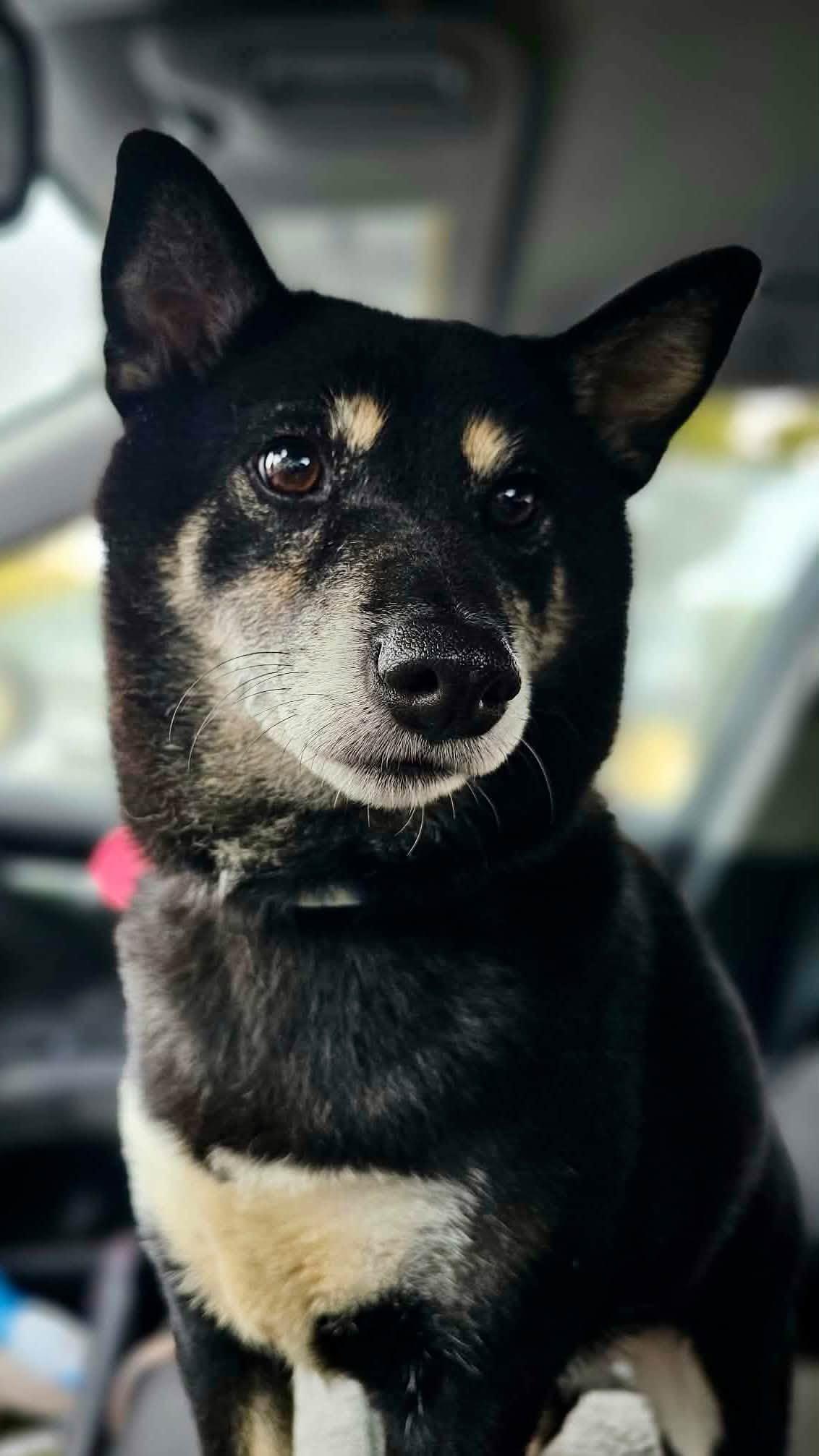 Enlarge Pabu, a Adoptable Shiba Inu in Yorktown, VA image 3/6
