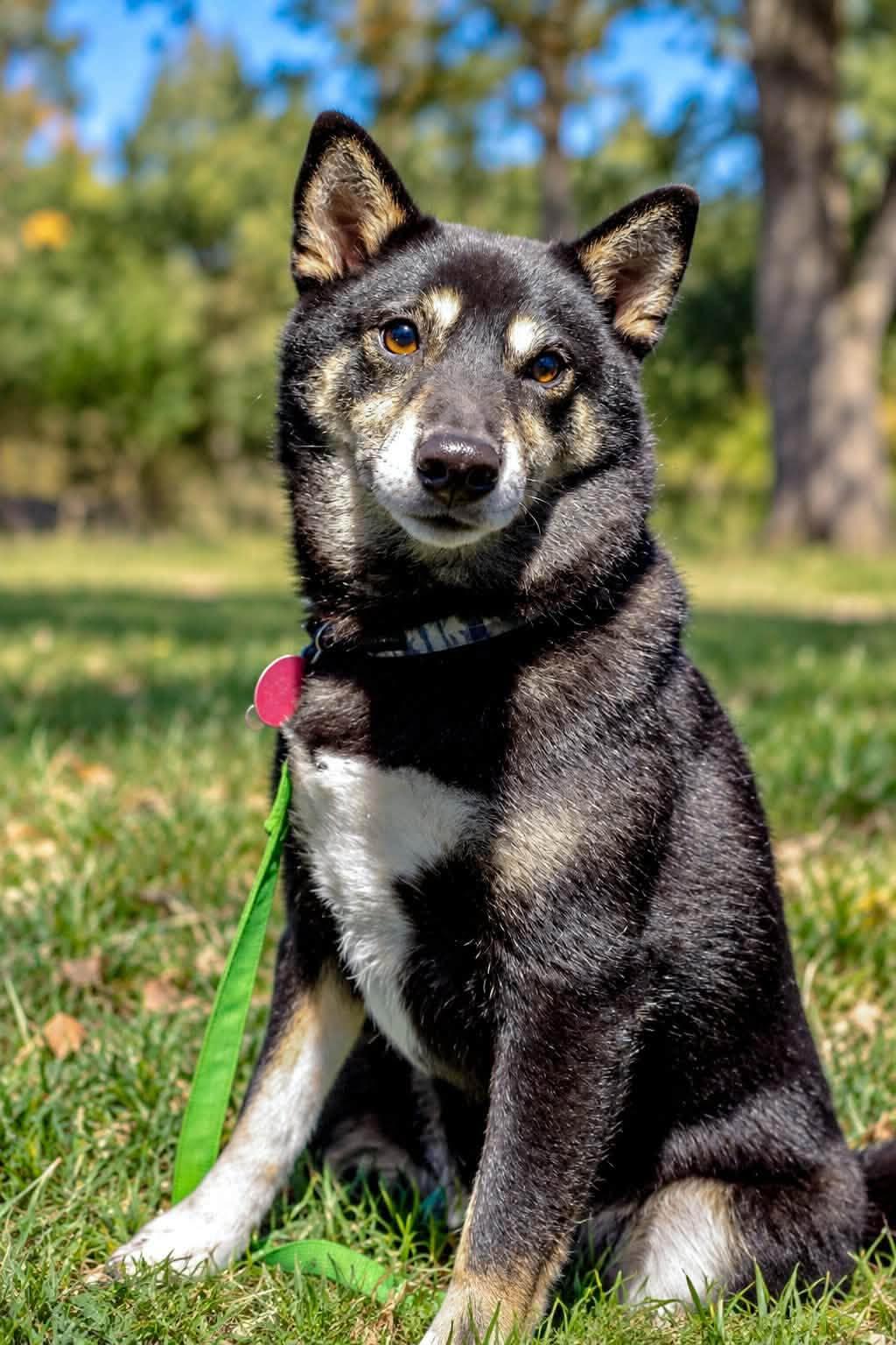 Pabu, Adoptable, Adult Male Shiba Inu.