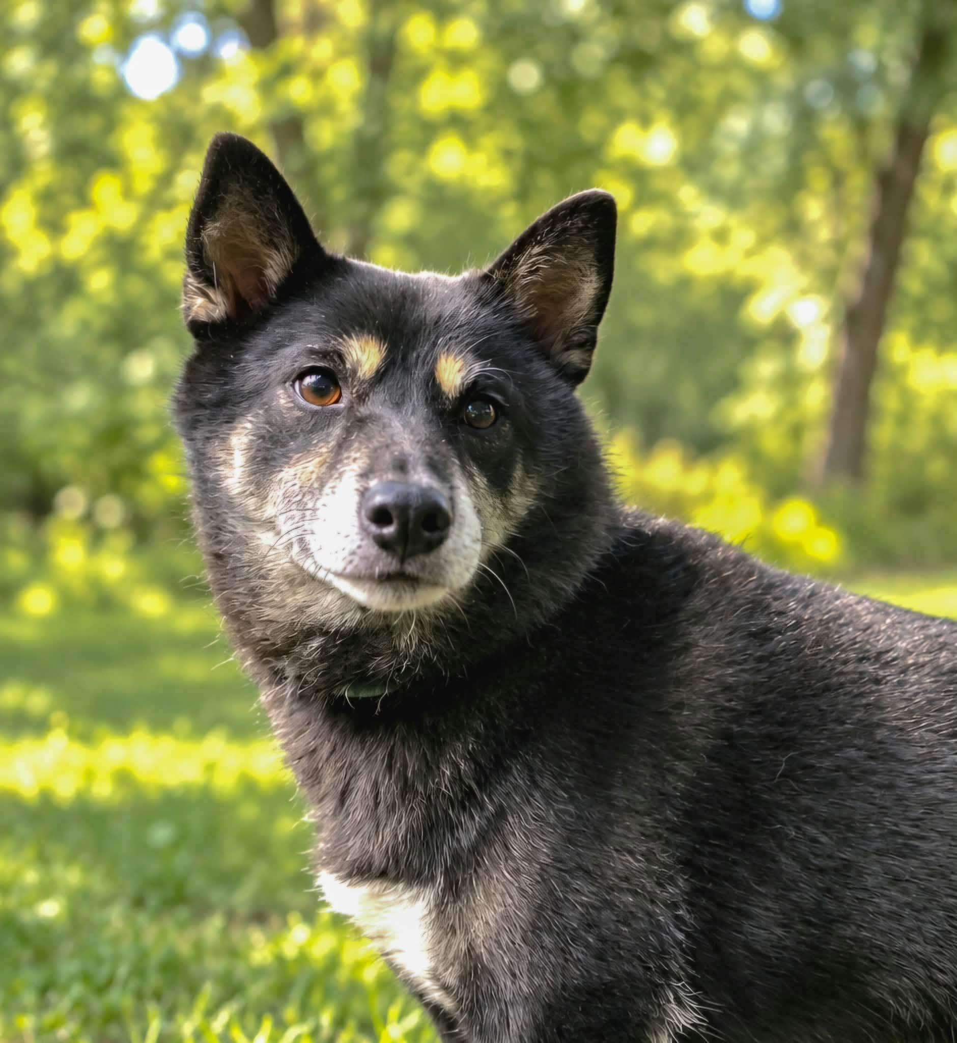 Enlarge Pabu, a Adoptable Shiba Inu in Yorktown, VA image 2/6