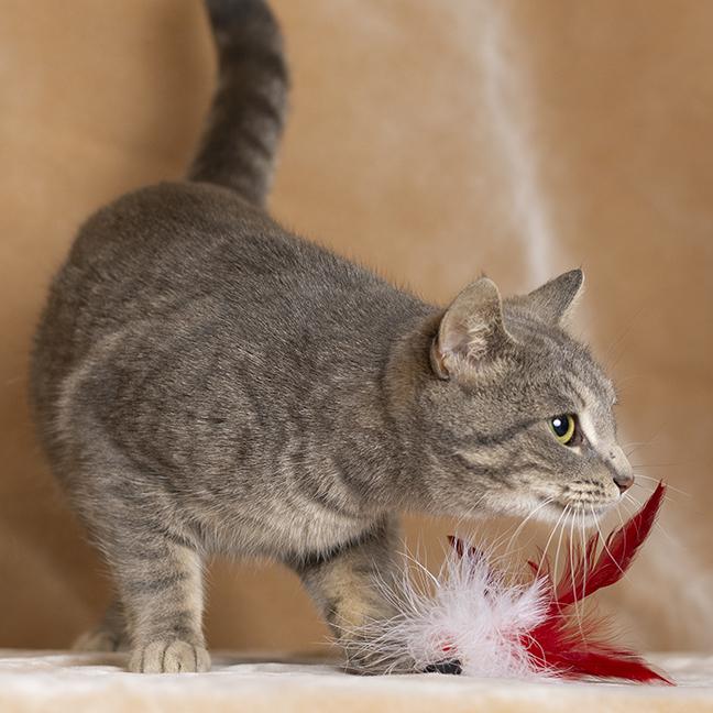 Enlarge Hazel, a ADOPTABLE Tabby in Chicago, IL image 6/6