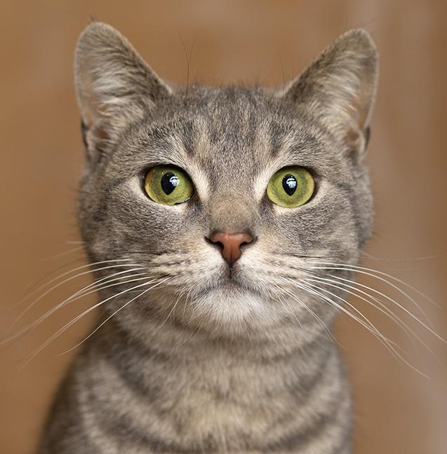 Enlarge Hazel, a ADOPTABLE Tabby in Chicago, IL image 1/6