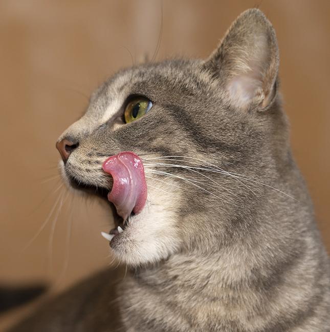 Enlarge Hazel, a ADOPTABLE Tabby in Chicago, IL image 4/6
