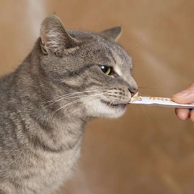 Enlarge Hazel, a ADOPTABLE Tabby in Chicago, IL image 3/6