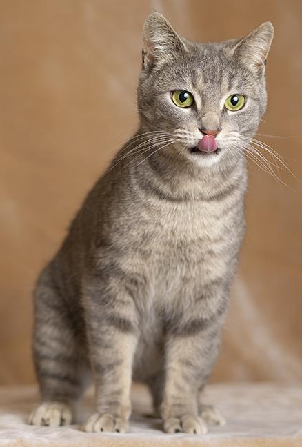 Enlarge Hazel, a ADOPTABLE Tabby in Chicago, IL image 2/6