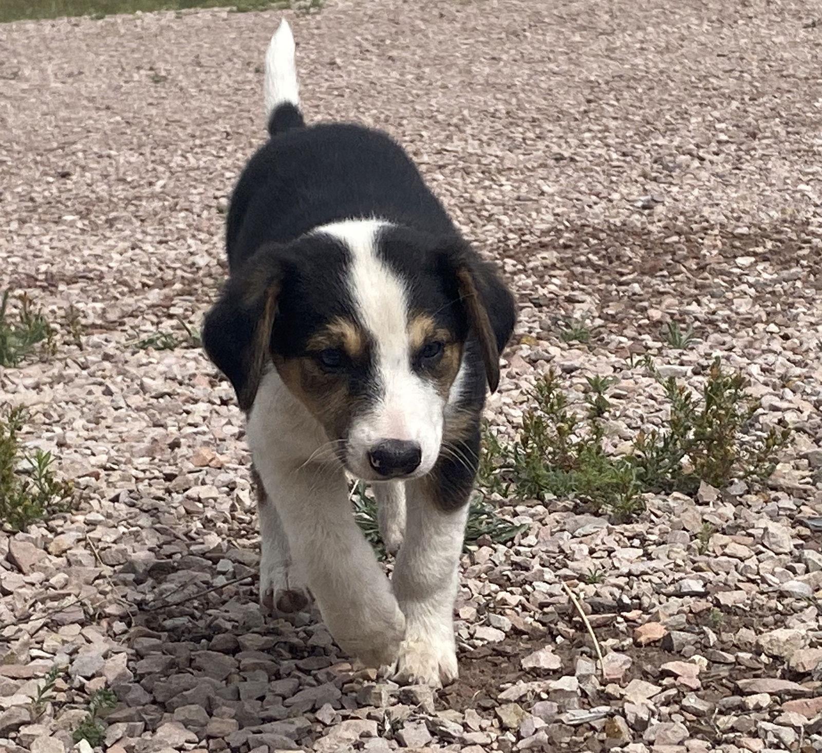 Irving, Adopted, Puppy Male Beagle & Australian Shepherd.