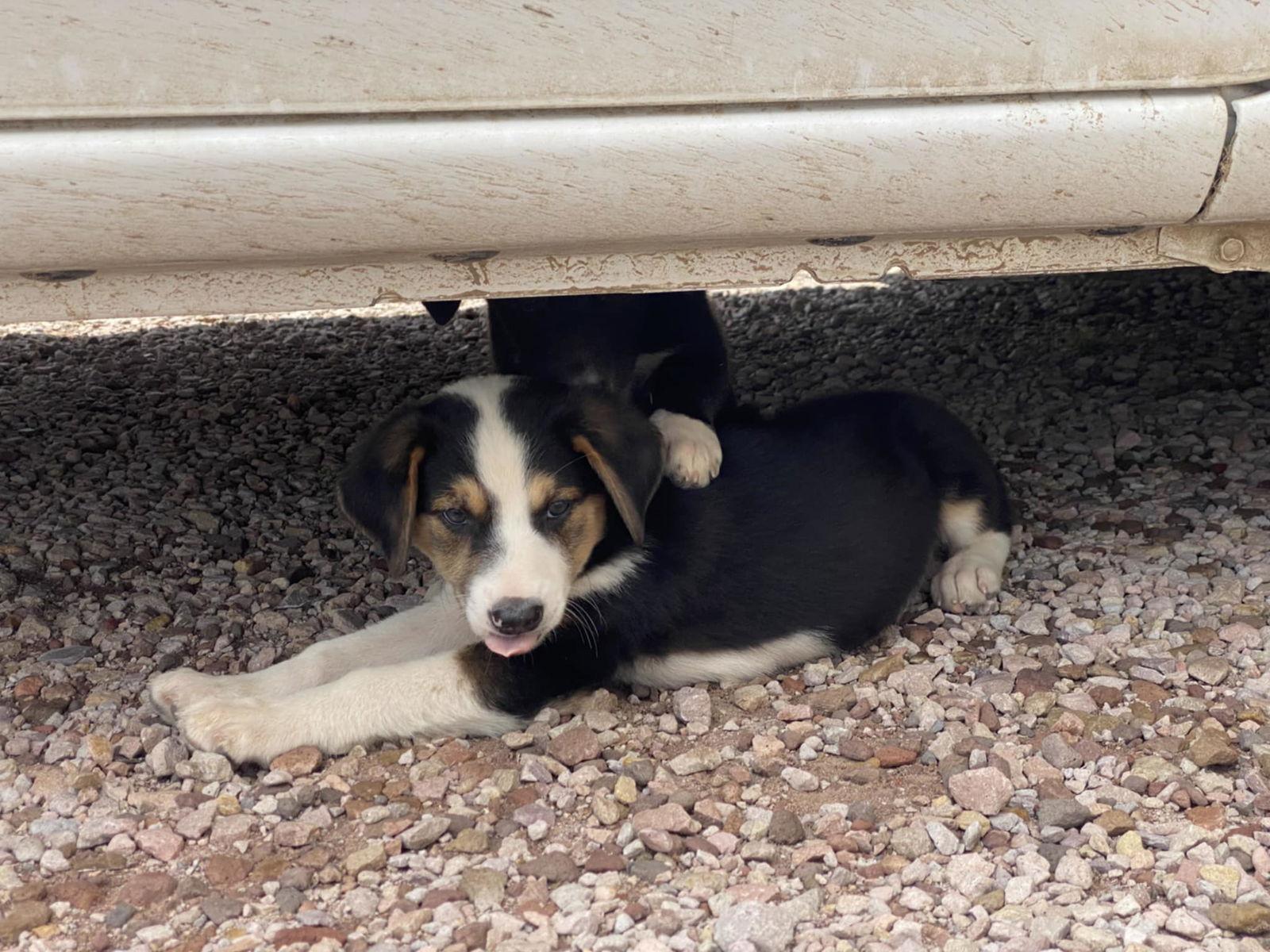 Enlarge Irving, a Adopted mixed breed in Castle Rock, CO image 2/3