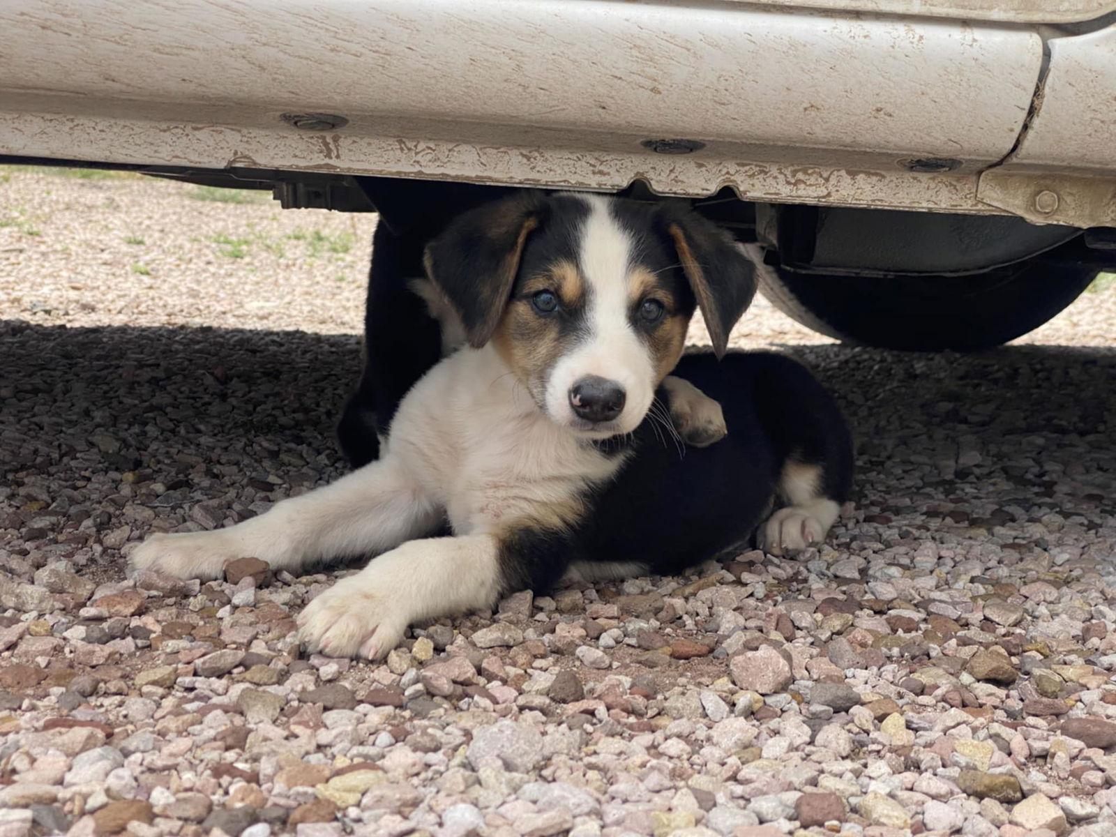 Enlarge Irving, a Adopted mixed breed in Castle Rock, CO image 3/3