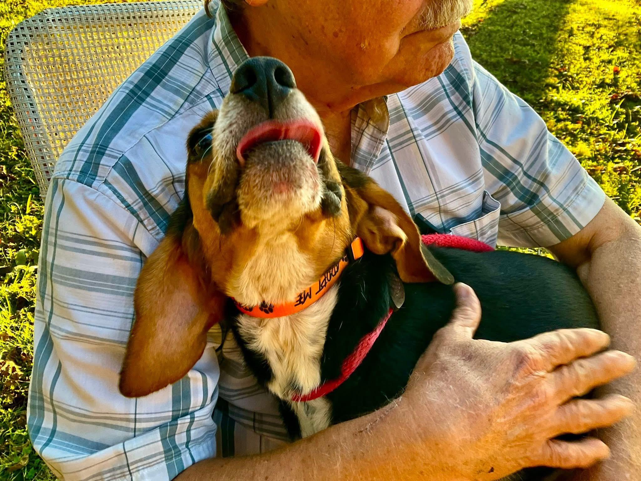 Doc, ADOPTABLE, Adult Male Beagle.