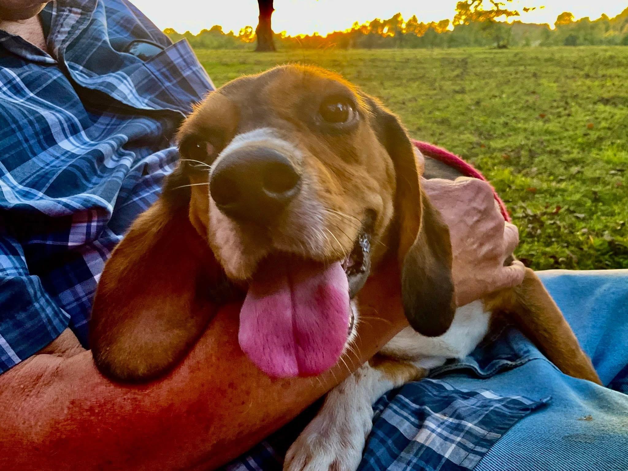Doc, a ADOPTABLE Beagle in Covington, TN image 2/5