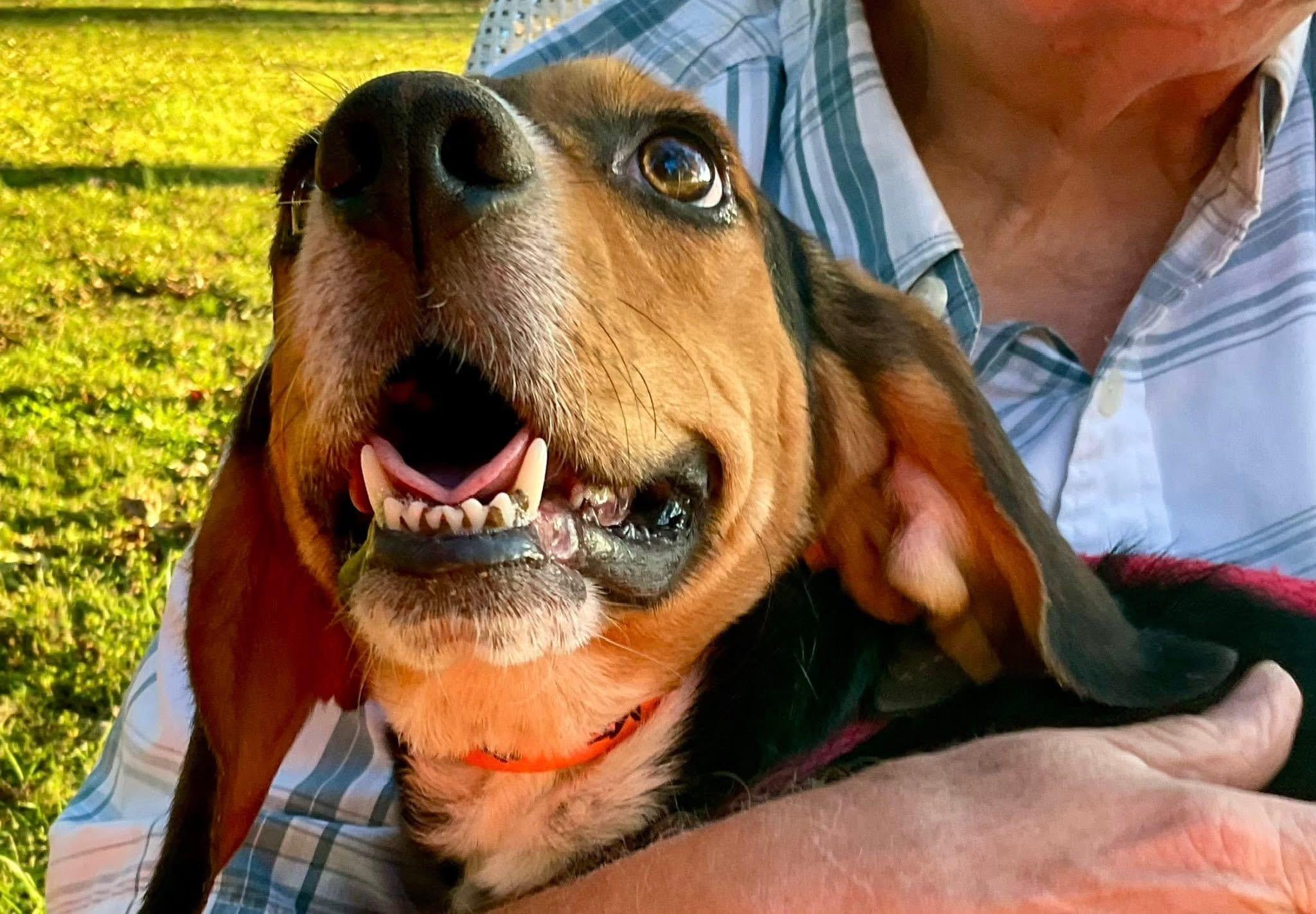 Doc, a ADOPTABLE Beagle in Covington, TN image 3/5
