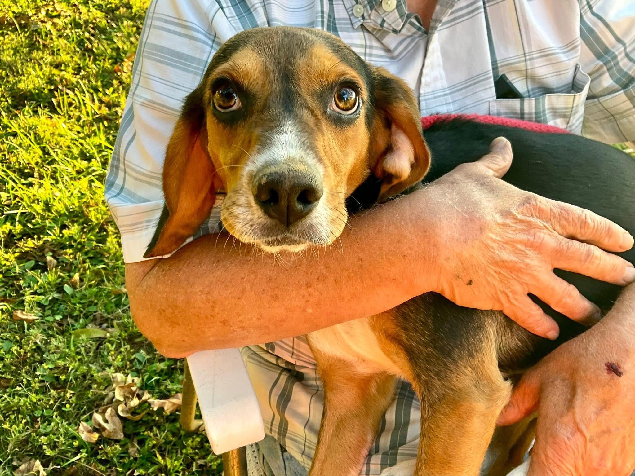 Doc, a ADOPTABLE Beagle in Covington, TN image 4/5