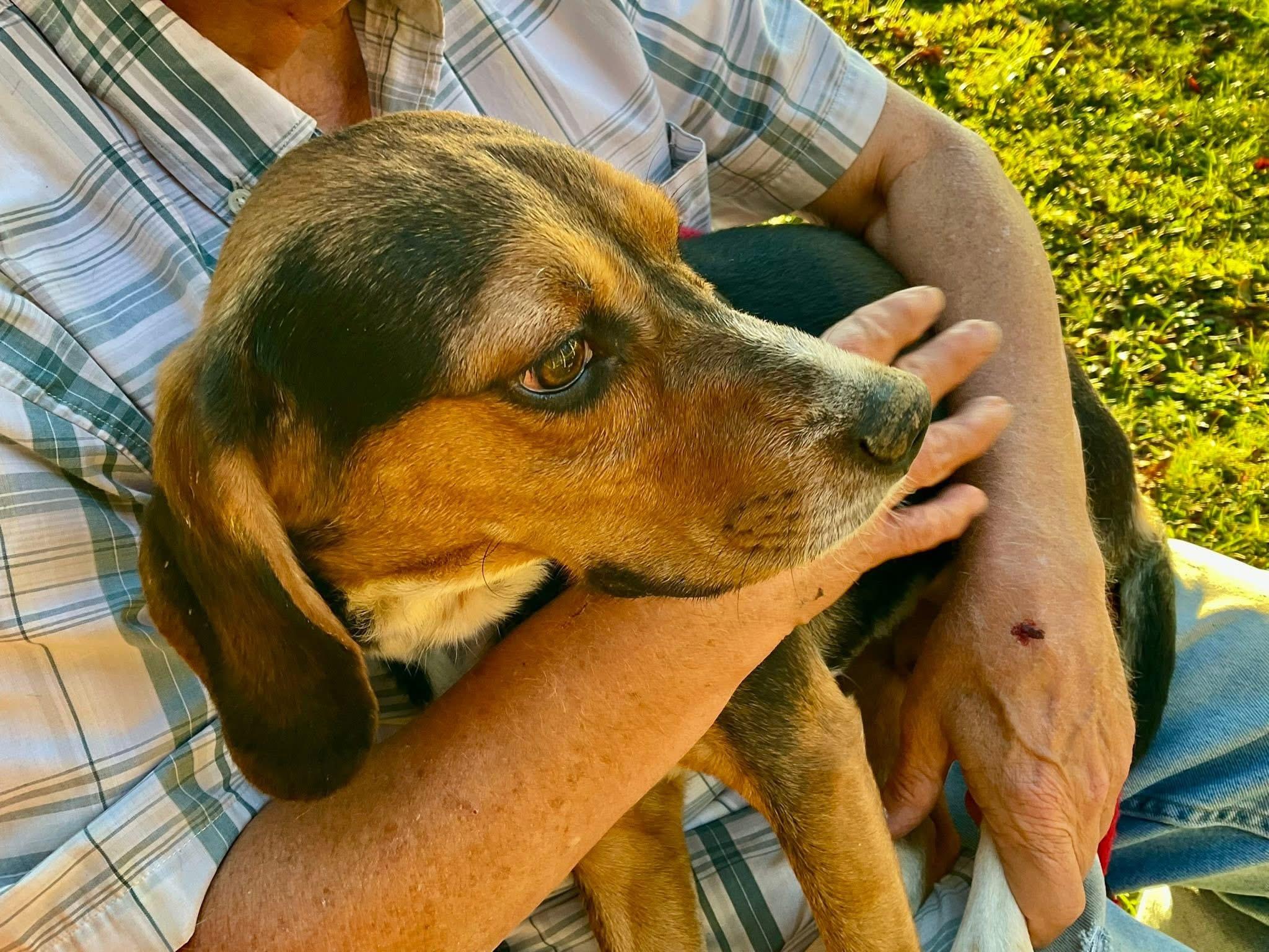 Doc, a ADOPTABLE Beagle in Covington, TN image 5/5