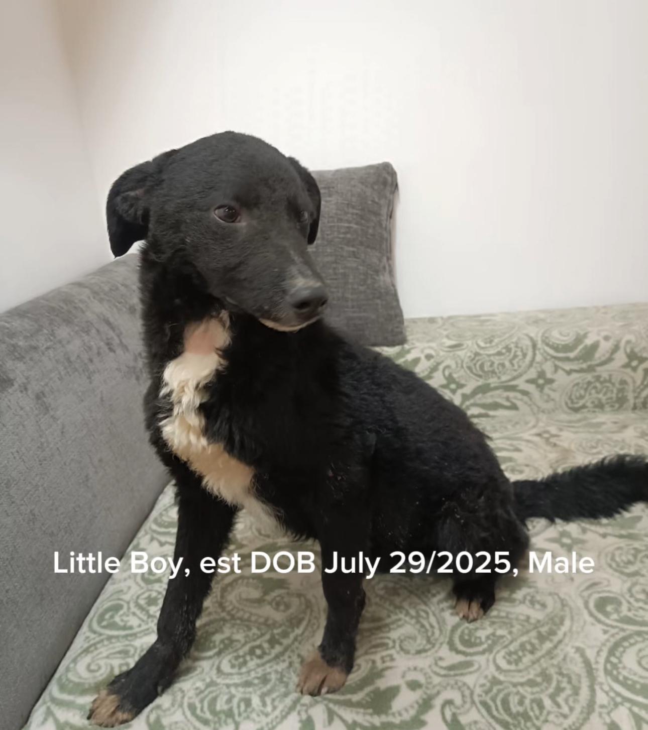 Little Boy, a Adoptable mixed breed in Shrewsbury, MA image 1/3