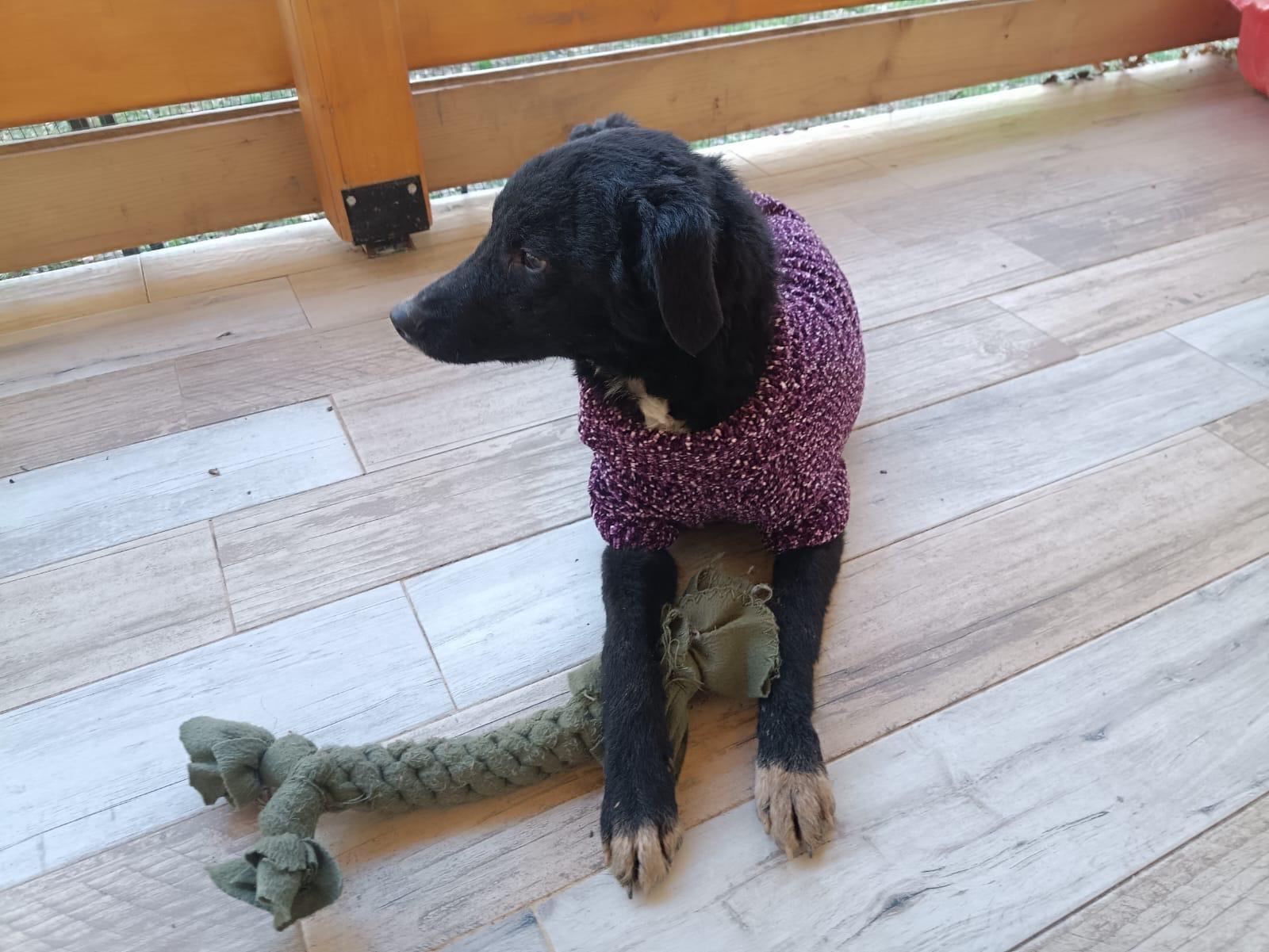 Little Boy, a Adoptable mixed breed in Shrewsbury, MA image 3/3