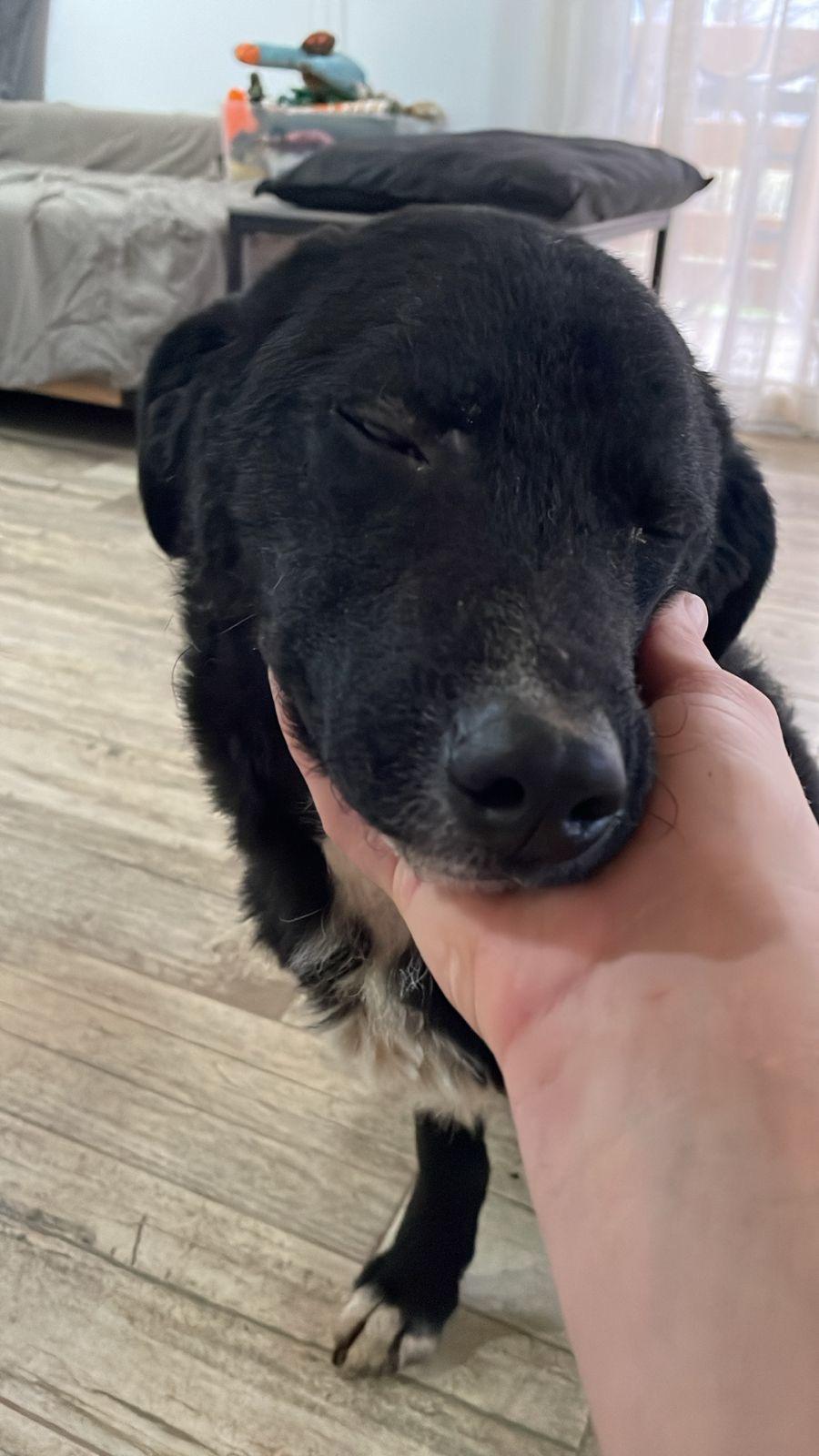 Little Boy, a Adoptable mixed breed in Shrewsbury, MA image 2/3