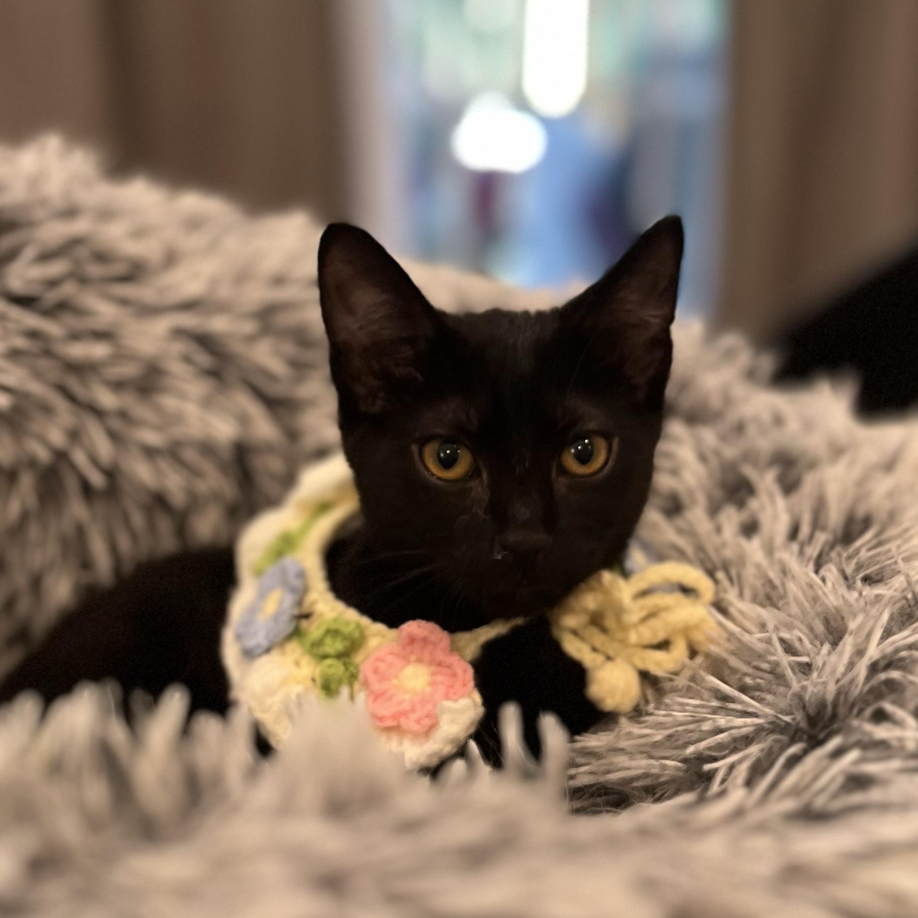 Shilo, adoptable, Kitten Female Domestic Short Hair.