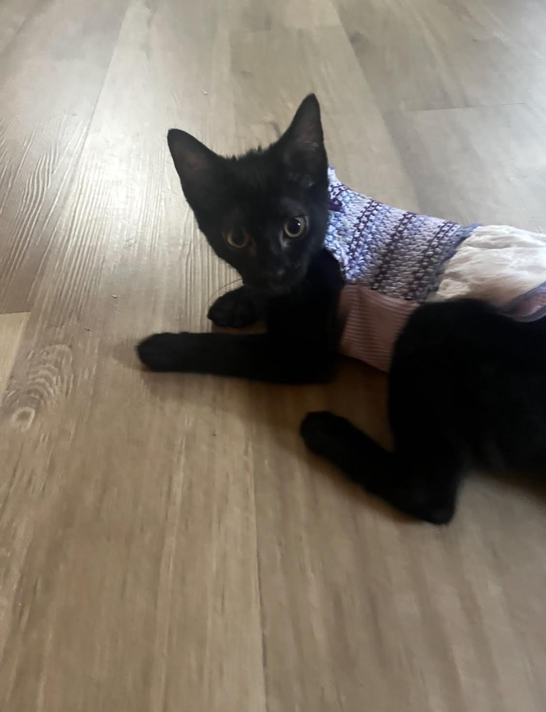 Shilo, an adoptable Domestic Short Hair in Woodbridge, VA image 2/3