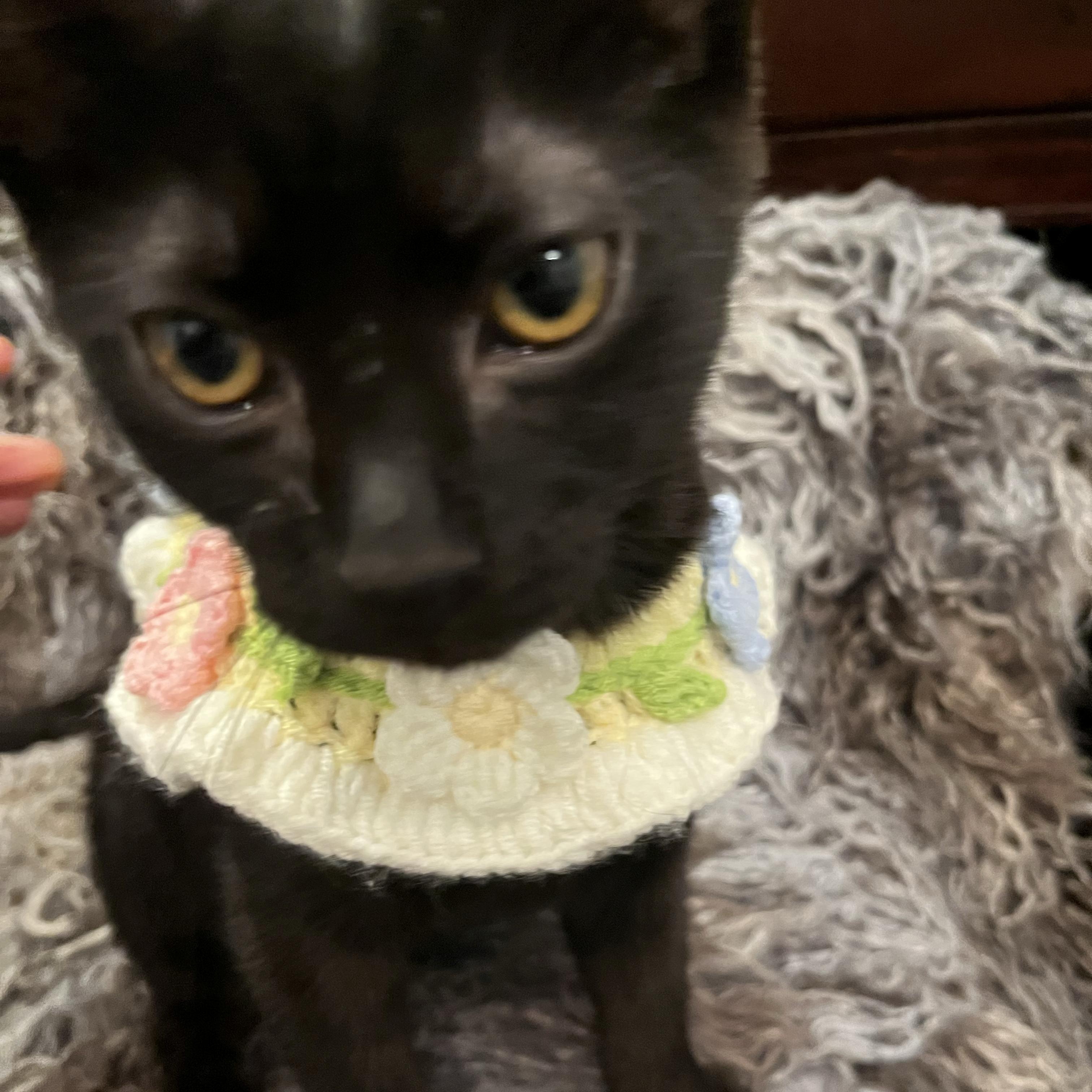 Shilo, an adoptable Domestic Short Hair in Woodbridge, VA image 3/3