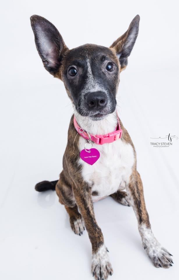 Scarlett, Adoptable, Young Female Mixed Breed.
