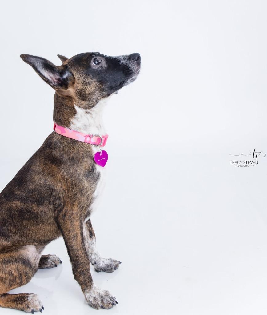 Enlarge Scarlett, a Adoptable mixed breed in CONROE, TX image 2/6