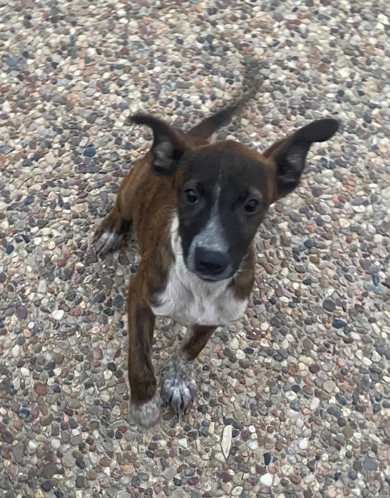 Enlarge Scarlett, a Adoptable mixed breed in CONROE, TX image 3/6