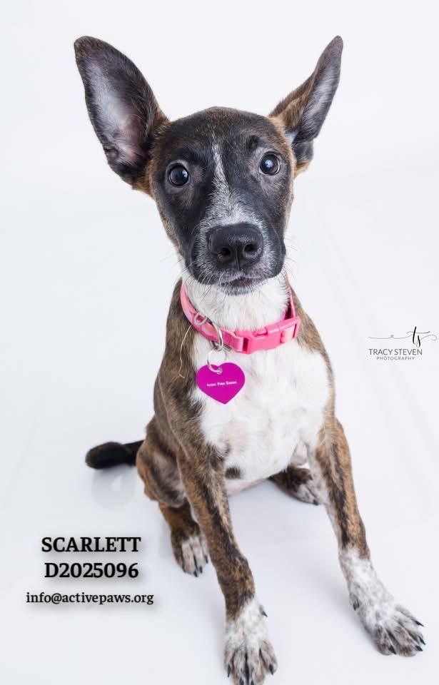 Enlarge Scarlett, a Adoptable mixed breed in CONROE, TX image 4/6