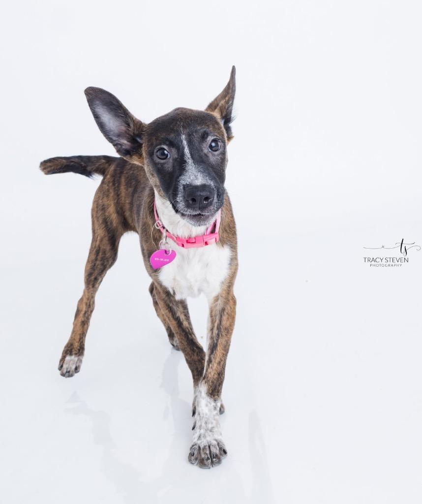 Enlarge Scarlett, a Adoptable mixed breed in CONROE, TX image 5/6