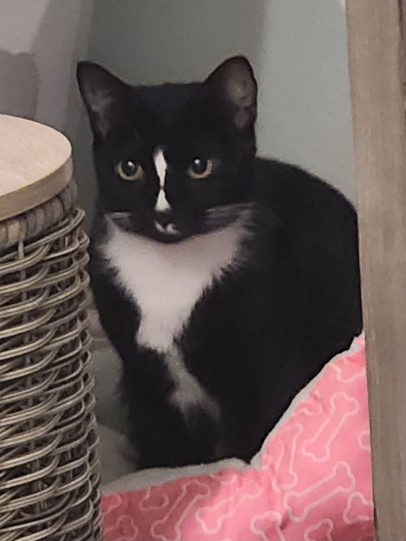 Cat for adoption Oreo, a Tuxedo Mix in Statesboro, GA Petfinder
