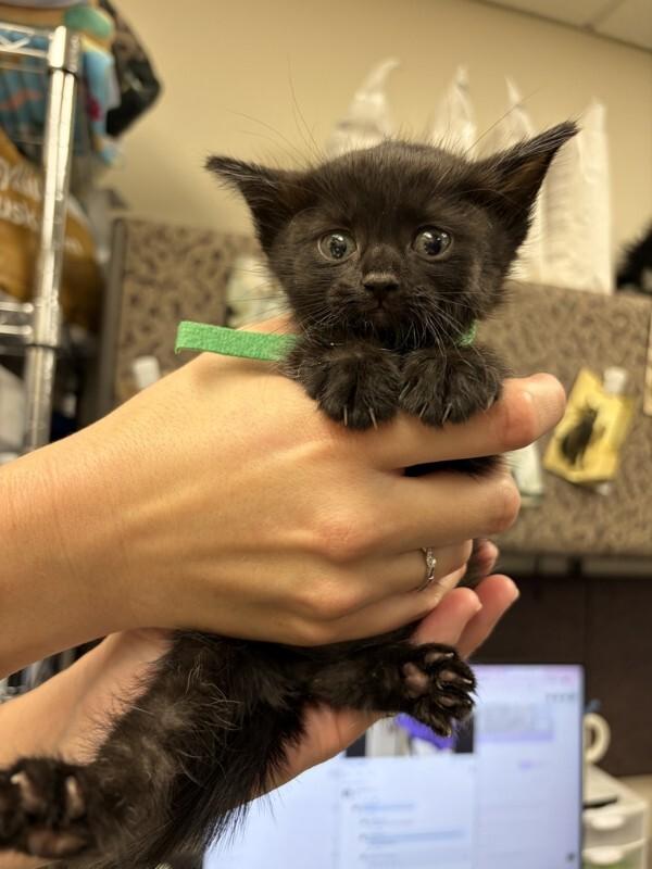 Enlarge Shutter, a Adoptable Domestic Short Hair in Fruit Heights, UT image 1/1