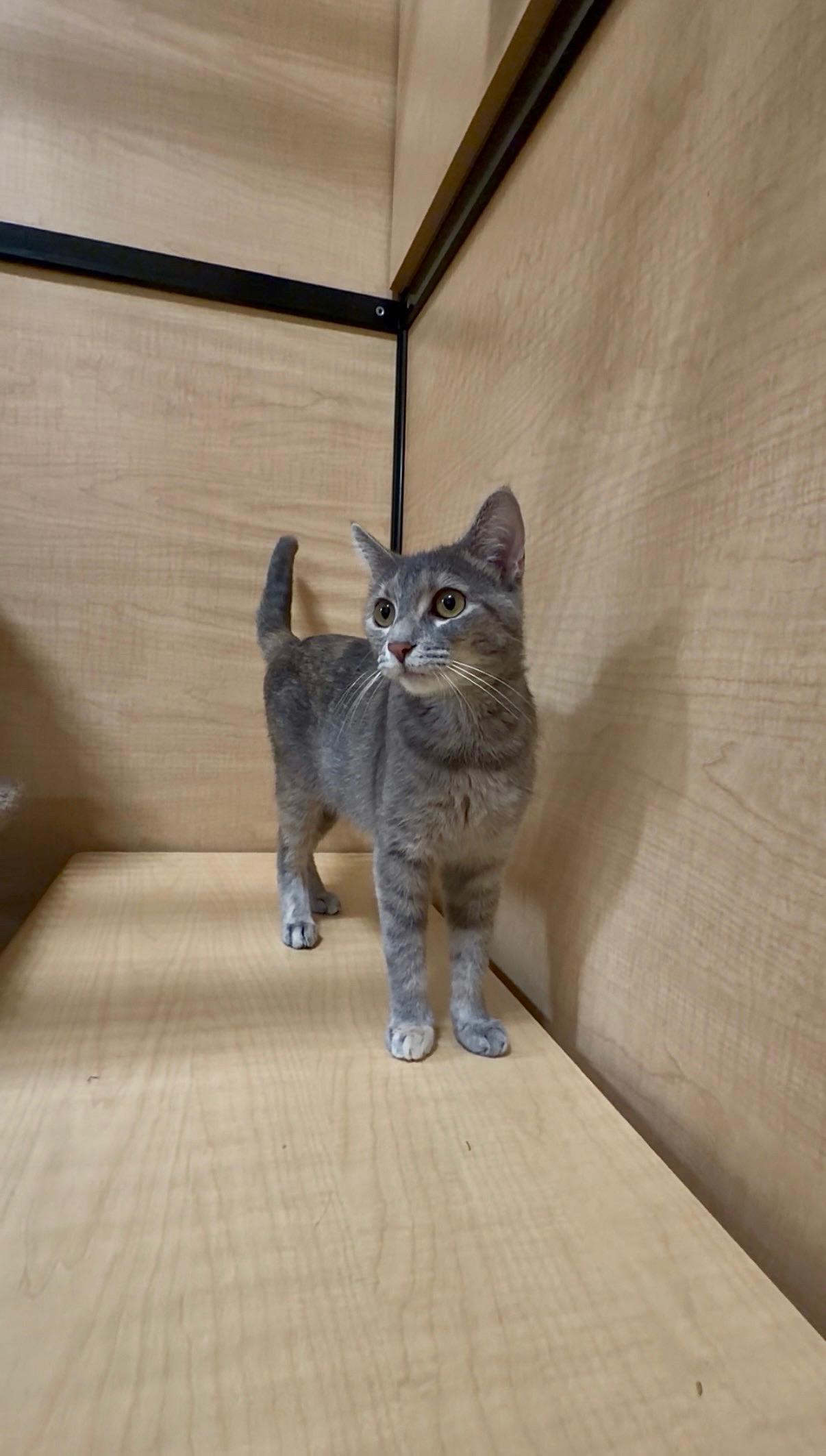 Enlarge Tiara, a ADOPTABLE Domestic Short Hair in Barrington Hills, IL image 4/5